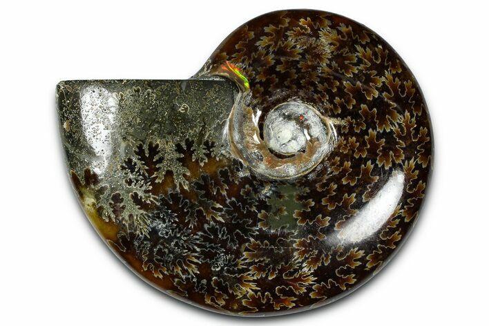 Polished Ammonite (Cleoniceras) Fossil - Madagascar #365020